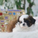 안경쟁이 이미지