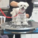 삼한24시 | 부산대애견미용 부산 애견미용 잘하는 곳 송송펫 강아지 미용