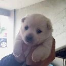 똥강아지 이미지