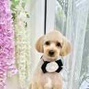 강아지미용실 정독 이미지