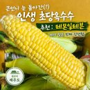 레몬일레븐 | 내 팔뚝만 한 제주 초당옥수수! 믿고 사는 레몬일레븐 벌써 세번째 솔직 후기
