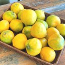 순희향채 | 제주여행 숙소 추천 동쪽 감성 순희향채