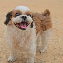 안성동물의료센터 | [공지] 부산 안과동물병원 동래 24시 리본동물의료센터 안과진료 후기