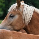 대평원목장 | 요망진, 조랑말
