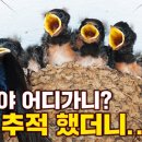 knn방송국서 만든 제비 다큐 보거든 이미지