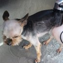 애견호텔1번가 이미지