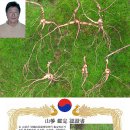 영초산삼 이미지
