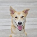 한국동물혈액은행 동물병원 이미지