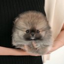 미유펫 강아지고양이 구미점 이미지