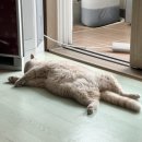 발라당냥 이미지