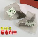 황금충초