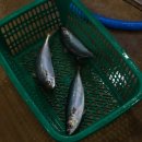 믿음수산 이미지