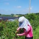 아침농장순창 이미지