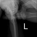 딜리동물병원 이미지