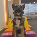 도그헬퍼 이미지