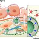 더마코리아 이미지