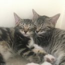 푸른하늘은하수 이미지