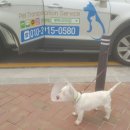 로이펫택시 이미지