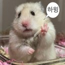2022-1094 | 🇦🇺15박16일(ㅋ) 호주•뉴질랜드 여행기(ㅎ) #3일차 모튼섬투어(모래썰매,카약,부리또)•브리즈번페리...