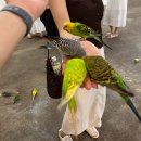 무지개소정 이미지