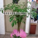 제일농약종묘사 이미지