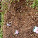 묘 미 앤 이미지