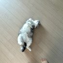 행복보일러