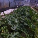 도원2농장 이미지