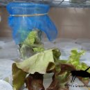 서해5농장 이미지