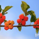 밀양꾸지뽕 영농조합법인 이미지