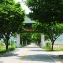 중앙로 느티나무길 이미지