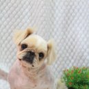 삐삐펫살롱 이미지