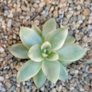 다이야몬드 이미지