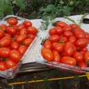 순이농장 이미지