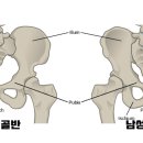 새올리아