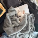 재희패션 | 비틀비틀만 있고 짝짜꿍은 어디갔지