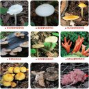 독버섯 과 식용버섯 구별법 및 사진 이미지