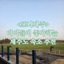 포니제주 | [포니제주] 제주, 아이랑 숙소 추천 | 말 코앞에서 보는 초원뷰 숙소, 내돈내산 후기