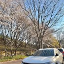 대덕물빛축제 뮤직페스티벌 | 2025 대전 대덕물빛축제 뮤직 페스티벌 생생후기 | 주차정보 | 실시간 벚꽃 개화