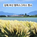 서낙동강카누경기장 | 김해. 부산 팜파스 그라스 가볼만한곳| 서낙동강 둘레길. 대저 생태공원 &amp; 대동 생태공원 배롱나무꽃...