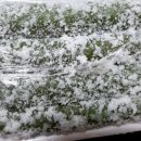 낙원떡방앗갓 이미지