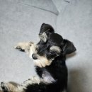 퍼피로비 이미지