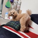 댕댕이 이쁘개 이미지