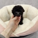 행운동-50 이미지