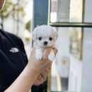 광주강아지분양 고양이분양 24시 데려가개본점 | 광주강아지분양 상냥한 애견샵