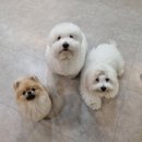 나무애견유치원 이미지