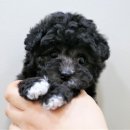 펫피플뉴코아