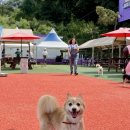 도그 스포지움 이미지