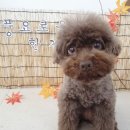 몽이애견 이미지