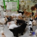 도그센추리 이미지